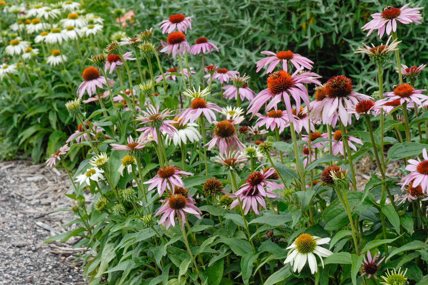 Purple Coneflower